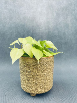 Philodendron Scandens Micans Lime 10 Cm