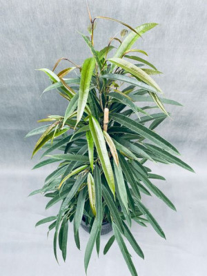 Ficus Binnendijkii 'alii' 100 Cm