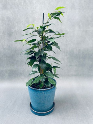 Ficus Benja. Mix 'royal' 55 Cm