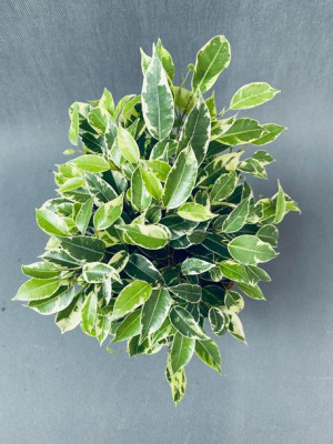 Ficus Benja. 'kinky' 27 Cm