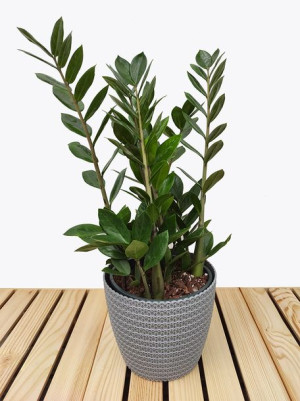 Zamioculcas Zamiifolia 80 Cm