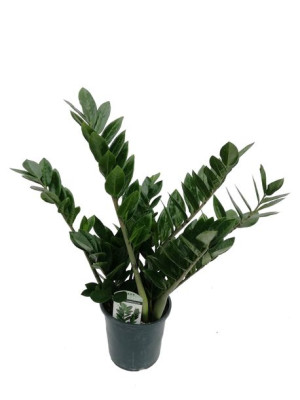 Zamioculcas Zamiifolia 65 Cm