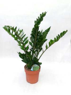 Zamioculcas Zamiifolia 90 Cm