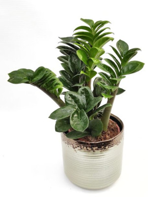 Zamioculcas Zamiifolia 'zenzi' Zamiokulkas 45 Cm