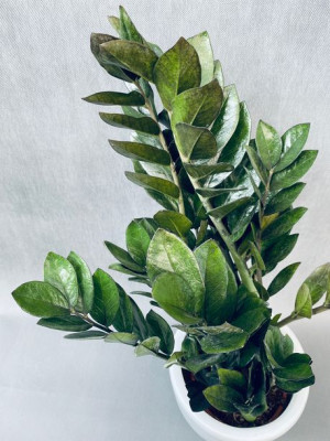 Zamioculcas Zamiifolia Super Nova 75 Cm