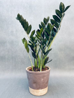 Zamioculcas Zamiifolia Super Nova 75 Cm