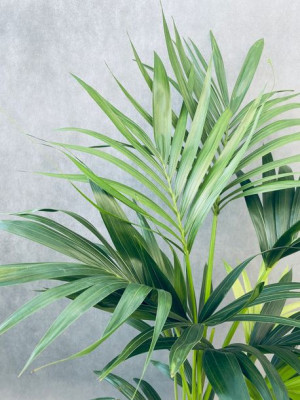 Howea Palma Kencja Forsteriana Kentia 120 Cm