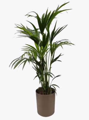 Palma Kentia Howea Forsteriana 150 Cm