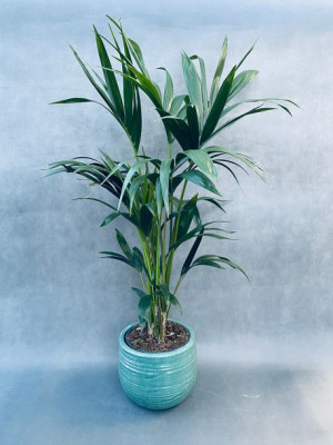 Howea Forsteriana - Kencja 140 Cm