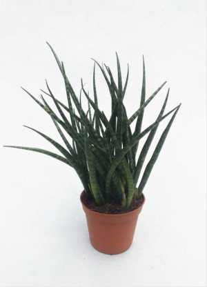 Sansevieria Fernwood 25 Cm