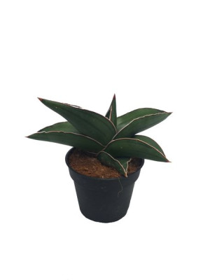 Sansevieria Ehrenbergii Samurai 20 Cm
