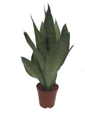 Sansevieria Trif. 'moonshine' 40 Cm