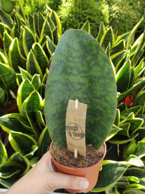 Sansevieria Masoniana 'victoria' 25 Cm