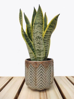 Sansevieria Trifasciata Laurentii 30 Cm