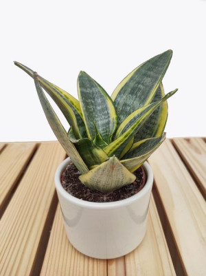 Sansevieria Trifiasciata Hahnii 20 Cm