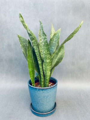 Sansevieria Trif. Overig 50 Cm