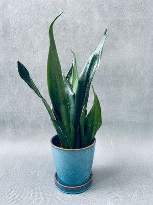 Sansevieria Trif. Overig 42 Cm