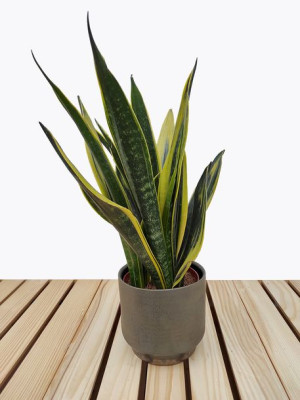 Sansewieria 'gold Flame' Sansevieria Trifasciata 40cm