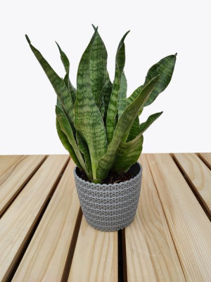 Sansewieria Javanica Sansevieria 30 Cm