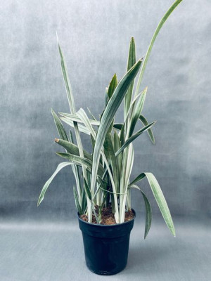 Sansevieria Trifasciata 'metallica' 90 Cm
