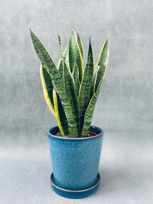 Sansevieria Trif. 'laurentii' 55 Cm
