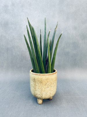 Sansevieria Cyl. Overig 40 Cm
