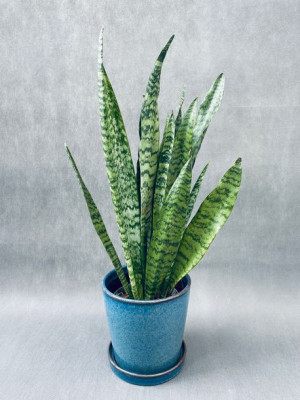 Sansevieria Zeylanica 50 Cm