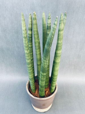 Sansevieria Cyl. Overig 50 Cm