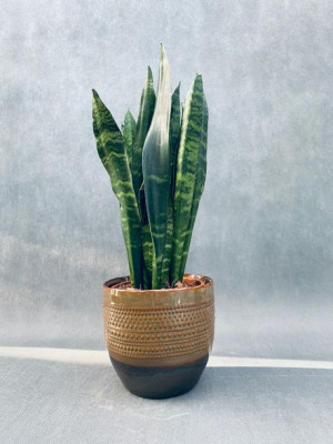 Sansevieria Trif. Black Coral 50 Cm