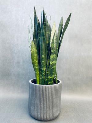 Sansevieria Trif. 'black Coral' 80 Cm