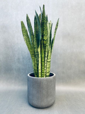 Sansevieria Trif. 'zeylanica' 80 Cm