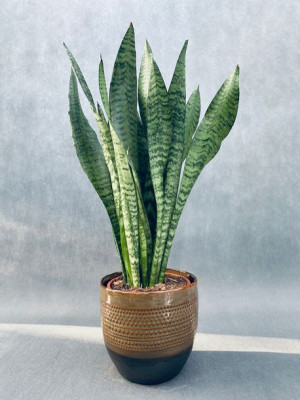 Sansevieria Trif. 'zeylanica' 50 Cm