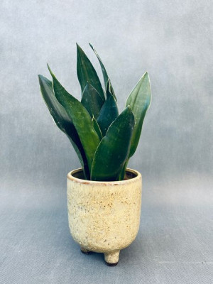 Sansevieria Trif. 'black Coral' 40 Cm
