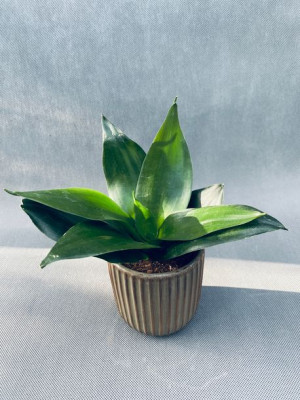 Sansevieria 'black Jade' 15 Cm