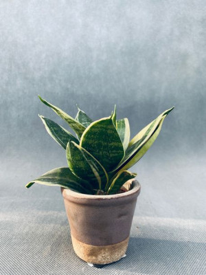 Sansevieria 'golden Hahnii' 10 Cm