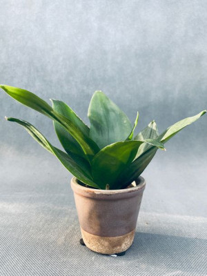 Sansevieria 'black Jade' 10 Cm