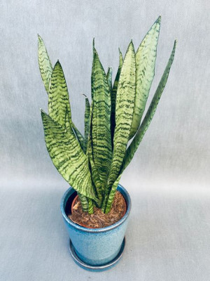 Sansevieria Zeylanica