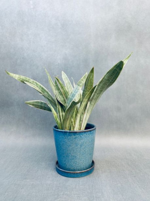 Sansevieria Trifa. Aubrytniana Metallica 50 Cm