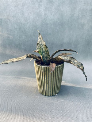 Sansevieria 'star Canyon Granite' 35 Cm