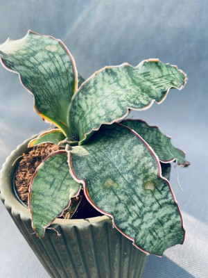 Sansevieria 'star Green Granite' 35 Cm