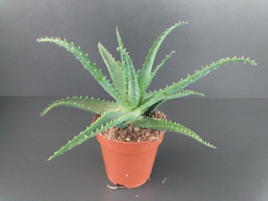 Aloe Arborescens / Aloes 20 Cm