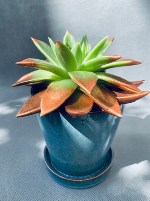 Echeveria 'miranda' 13 Cm