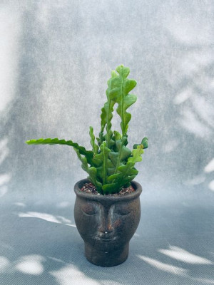Epiphyllum Anguliger Kaktus Zygzak 25 Cm