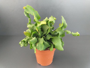 Epiphyllum Guatem. Var. Monstrosa 20 Cm