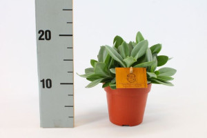 Senecio Cephalophorus 'mountain Fire' 15 Cm