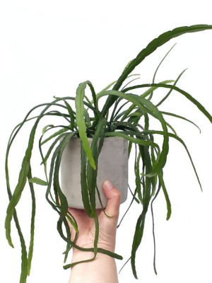 Lepismium Bolivianum 25 Cm