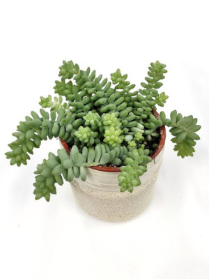 Sedum Burrito 20 Cm
