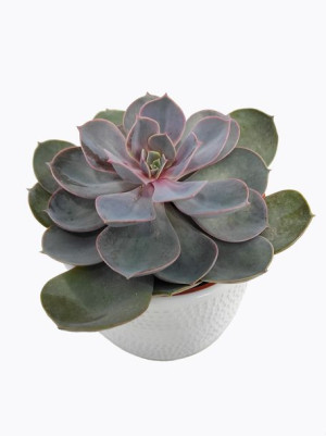 Echeveria 'perle Von Nurnberg' Eszeweria 15 Cm