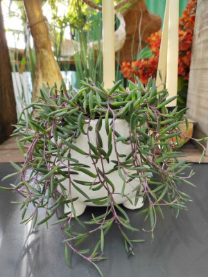 Senecio Herreianus 'purple Flush' 10 Cm