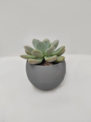 Echeveria Grosso Eszeweria 15 Cm